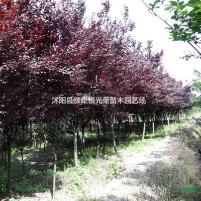 江蘇紅葉石楠新價(jià)格
