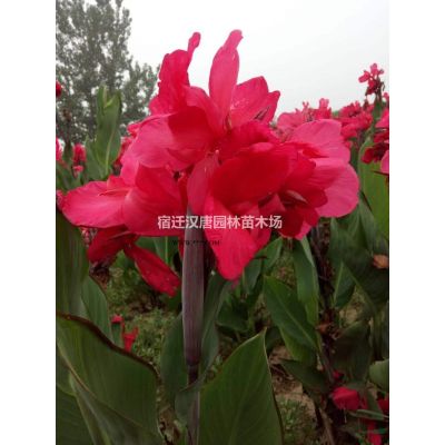 供應  紅葉石楠小苗、營養杯苗、綠籬，紅葉石楠樹，紅葉石楠柱
