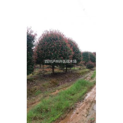 紅葉石楠，四川紅葉石楠，獨桿紅葉石楠，球形紅葉石楠