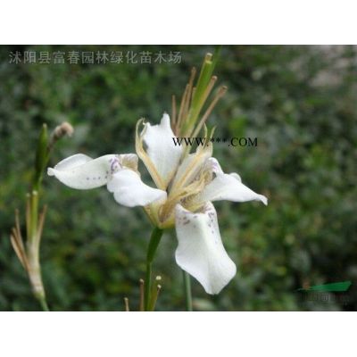 供應(yīng)綠化苗 紅葉石楠 紅葉石楠球 獨(dú)桿紅葉石楠 規(guī)格*
