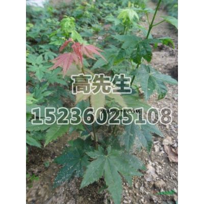 河南南陽石楠哪里好/哪家便宜
