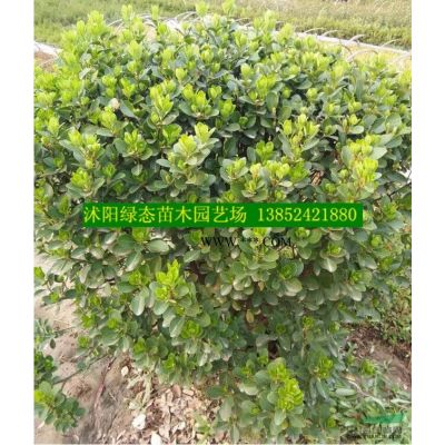 江蘇35公小龍柏價格，高度40公分小龍柏價格，小龍柏小苗價格