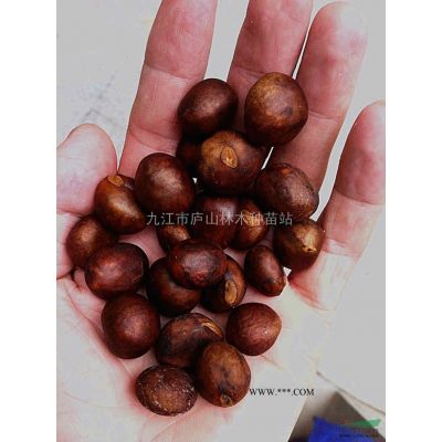 供應(yīng)香泡種子