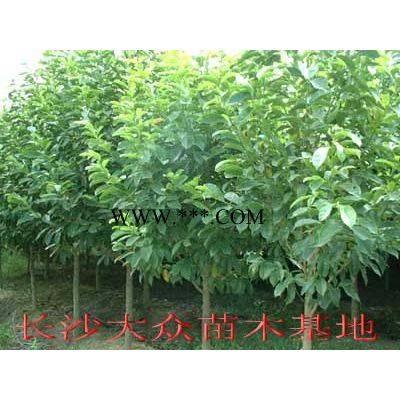 樂(lè)昌含笑