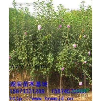 銀杏樹-湖南銀杏樹-湖南銀杏樹價(jià)格-湖南白果樹-銀杏價(jià)格