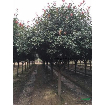 紫薇 、嫁接紅花紫薇、8公分紫薇、15公分紅花紫薇價(jià)格