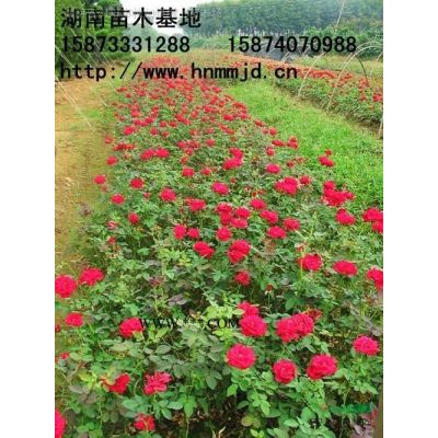 紅楓 美國紅楓 紅楓價(jià)格  湖南澤云苗木合作社