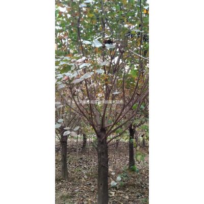 河南紅楓/河南南陽紅楓價格/報價