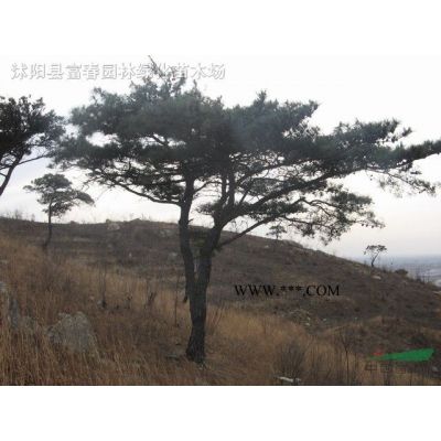 基地出售 楓樹(shù)流泉 日本流泉紅楓樹(shù)苗 三季紅葉楓樹(shù) 適應(yīng)性強(qiáng) 庭院陽(yáng)臺(tái)盆栽地栽苗 價(jià)格優(yōu)惠