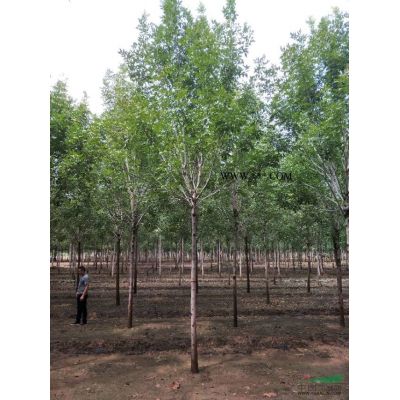 山東紅葉李*新報價/紅葉李圖片