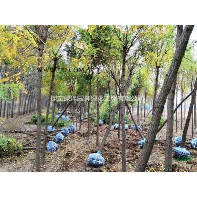 河北欒樹哪里有 欒樹近期價格 欒樹的種植 欒樹成活率高嗎