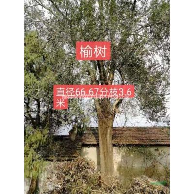榆樹，夜槐樹，樸樹，櫸樹烏桕及各種南方鄉土樹。