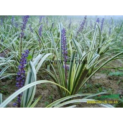 櫻花報價/江蘇櫻花報價