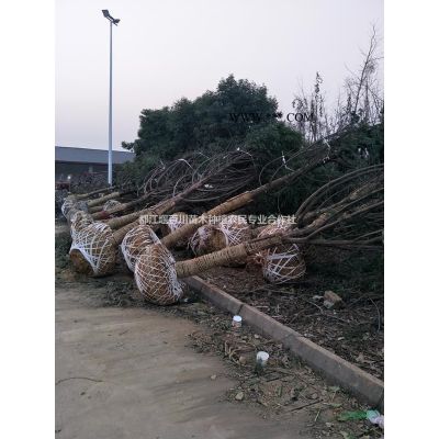 叢生樸樹　樸樹拼栽　拼栽樸樹　叢生樸樹價格　叢生樸樹行情　叢生樸樹基地