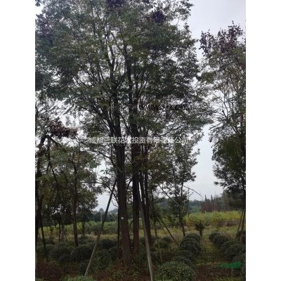 供應(yīng)叢生紫薇  溫江基地直銷紫薇、種植戶紫薇、紫薇照片