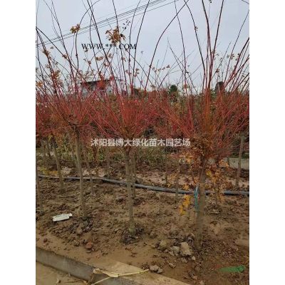 供應(yīng)紅楓2-15公分，日本紅楓，中國紅，紅舞姬，歐洲三季紅