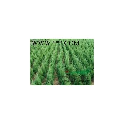 當年優(yōu)質(zhì)紅楓報價南京精品紅楓銷售基地