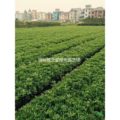 供應精品紫薇D3-15，一年生小苗有10畝新上市，產地直銷