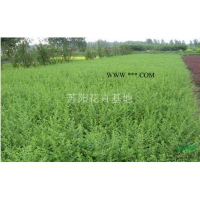 江蘇雜交馬褂木\鵝掌楸銷售