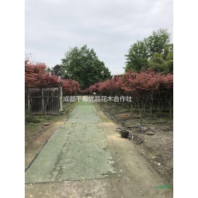 三季紅紅楓哪里有,日本紅楓三季,三季紅楓價格
