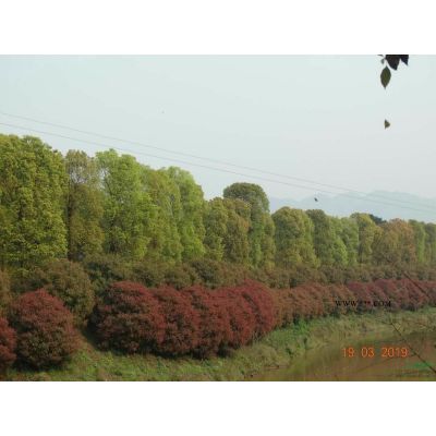 日本紅楓