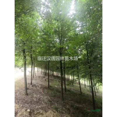 1--15公分紫葉李、紅葉李