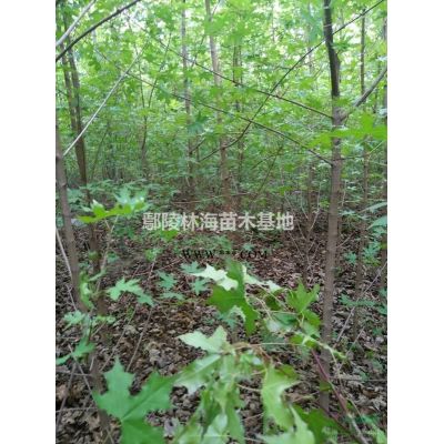 供應 紅葉李紫葉李