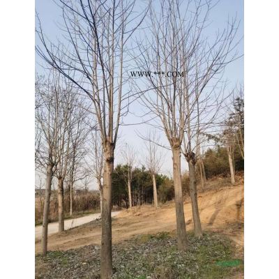 供應15公分欒樹