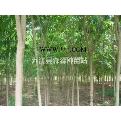 高110公分欒樹苗 地徑1.1公分欒樹小苗 欒樹小苗產地