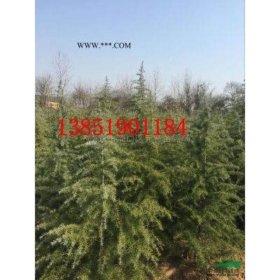 苗圃自產(chǎn)；8米雪松精品，7米雪八分苗，6米雪松正常樹形