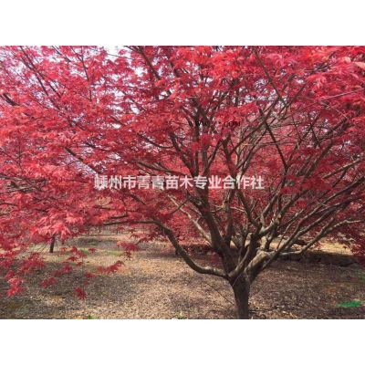 浙江櫸樹2/櫸樹價格2/櫸樹介紹2/