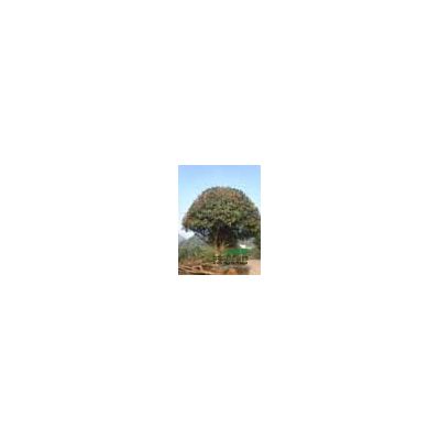 批發黃山欒樹小苗 瀏陽欒樹苗木 10-12公分截桿欒樹價格