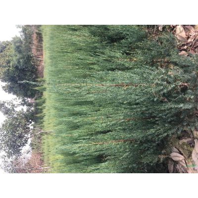 樸樹價格叢生樸樹，河南5-40公分樸樹價格，潢川樸樹價格移植
