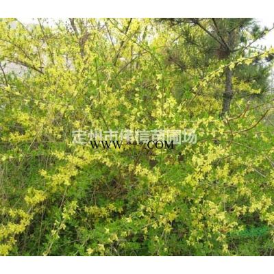 櫻花介紹，櫻花價格，河北櫻花產地