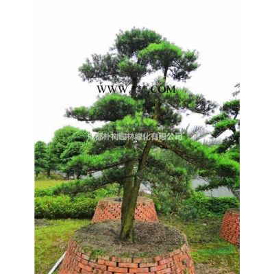 四川成都—出售6-12公分櫻花