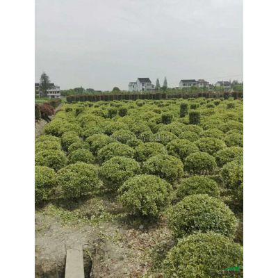 精品紫薇批發價格便宜湖南精品紫薇長沙精品紫薇，精品紫薇樹紫薇
