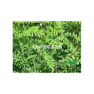 銀杏苗木的價格 *好的銀杏苗木