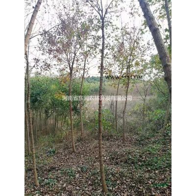 紅花紫薇苗木出售，紫薇5-8公分紫薇林下芍藥出售