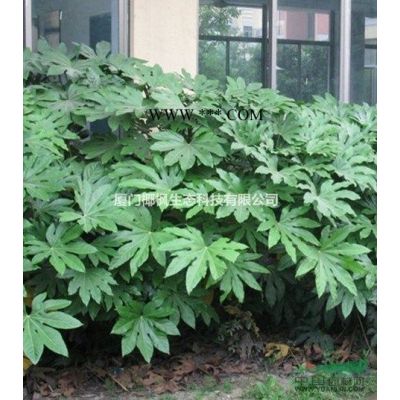 供應(yīng)紫薇 紫薇價格 紫薇報價 紫薇行情 紫薇信息