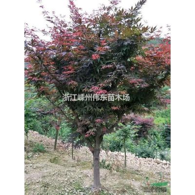 供應一年生紅葉李小苗