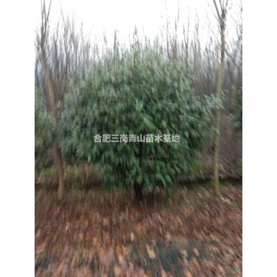 安徽小葉金桂出售以及 紅葉碧桃  重陽(yáng)木  烏桕   紅葉李批發(fā)/供應(yīng)