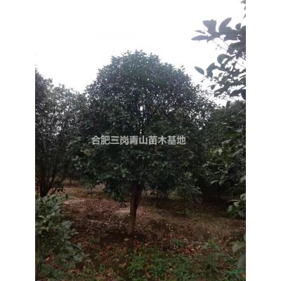 安徽樸樹大量出售  重陽(yáng)木欒樹   櫸樹  哪里好/哪家便宜