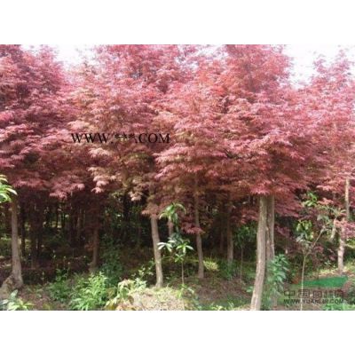 浙江優(yōu)質(zhì)紅葉李供應(yīng)信息