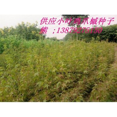 欒樹(shù)苗