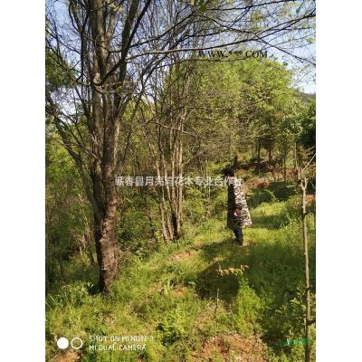 供3-5公分桂花，7—20公分欒樹(shù)、無(wú)患子