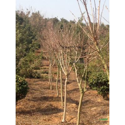 供應(yīng)一公分無(wú)患子苗
