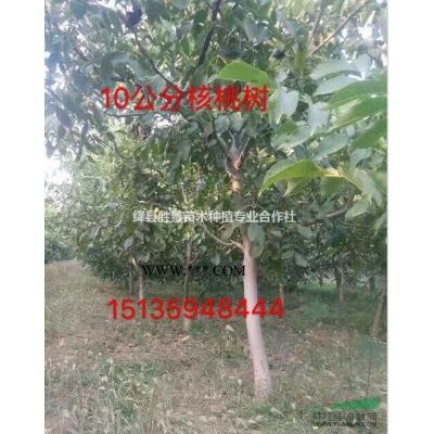 山西地區(qū)供應(yīng)5-9公分銀杏樹·6-8公分銀杏樹價(jià)格供應(yīng)