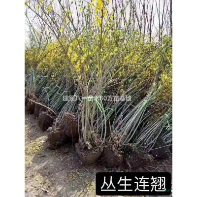 新美國紅楓2-20報價/美國紅楓基地圖片/美國紅楓供應(yīng)價格