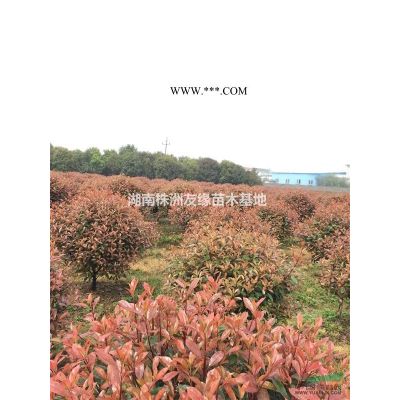 湖南銀杏價(jià)格‘銀杏圖片’湖南銀杏苗木場‘銀杏批發(fā)’優(yōu)質(zhì)銀杏樹