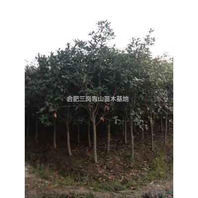 安徽紅花繼木球   海桐球 紫薇   紅葉桃 ，三角楓 ，枇杷  櫻花 紅花繼木批發(fā)/供應(yīng)
